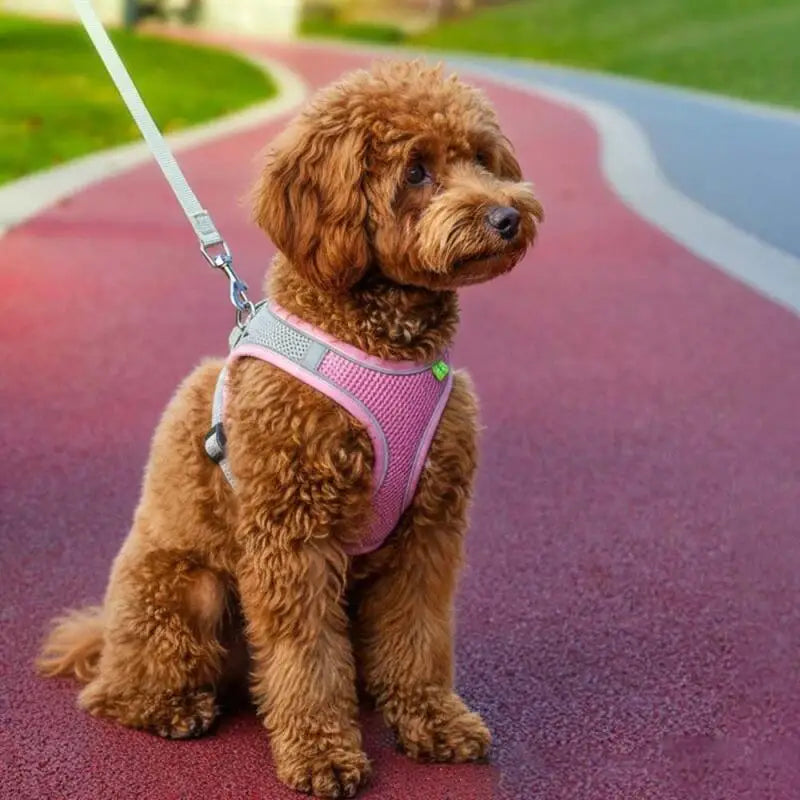 El arnés de malla ajustable Fur para mascotas con correa para caminar
