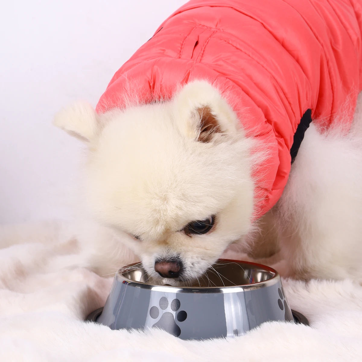 El cuenco de acero inoxidable Fur para mascotas