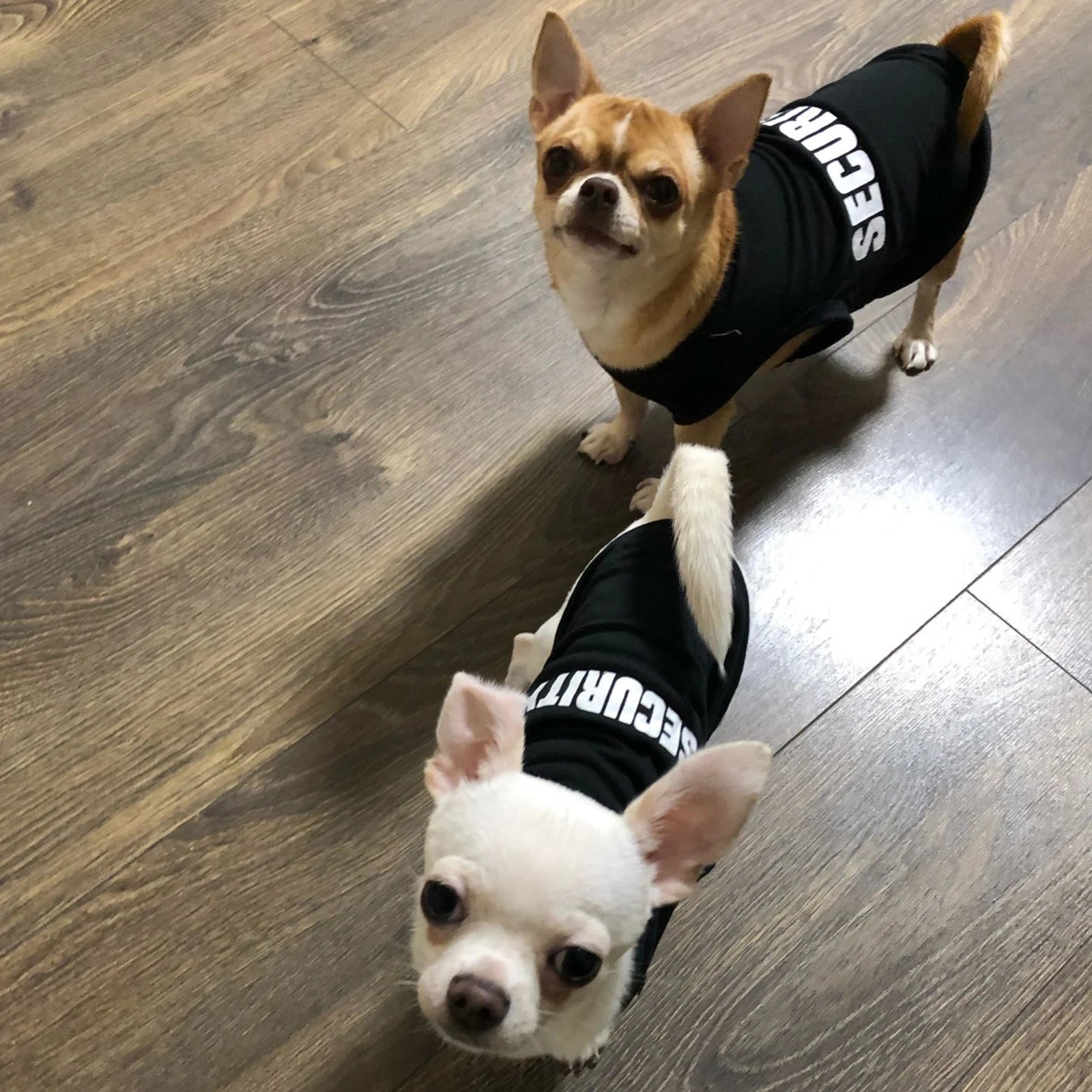 El chaleco ligero de seguridad de verano para perros The Fur